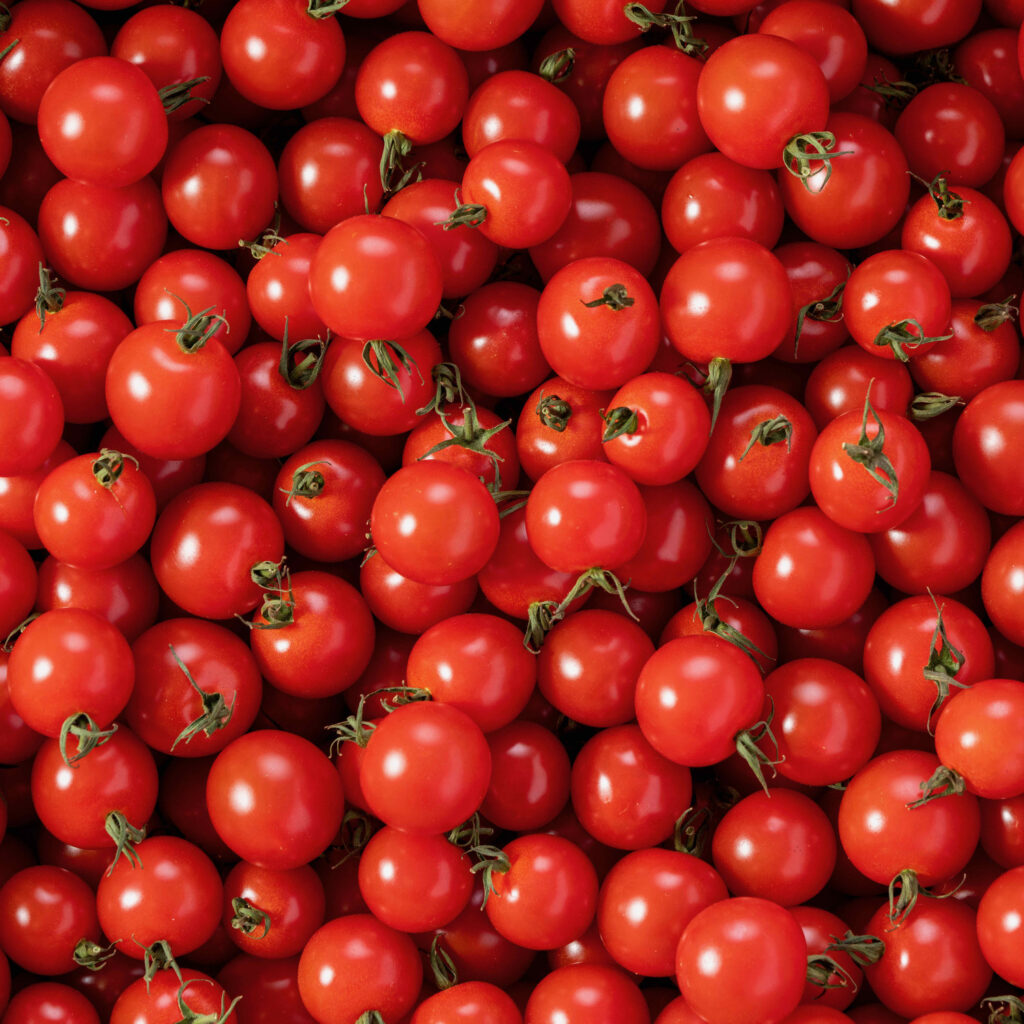 たくさんの真っ赤なミニトマト