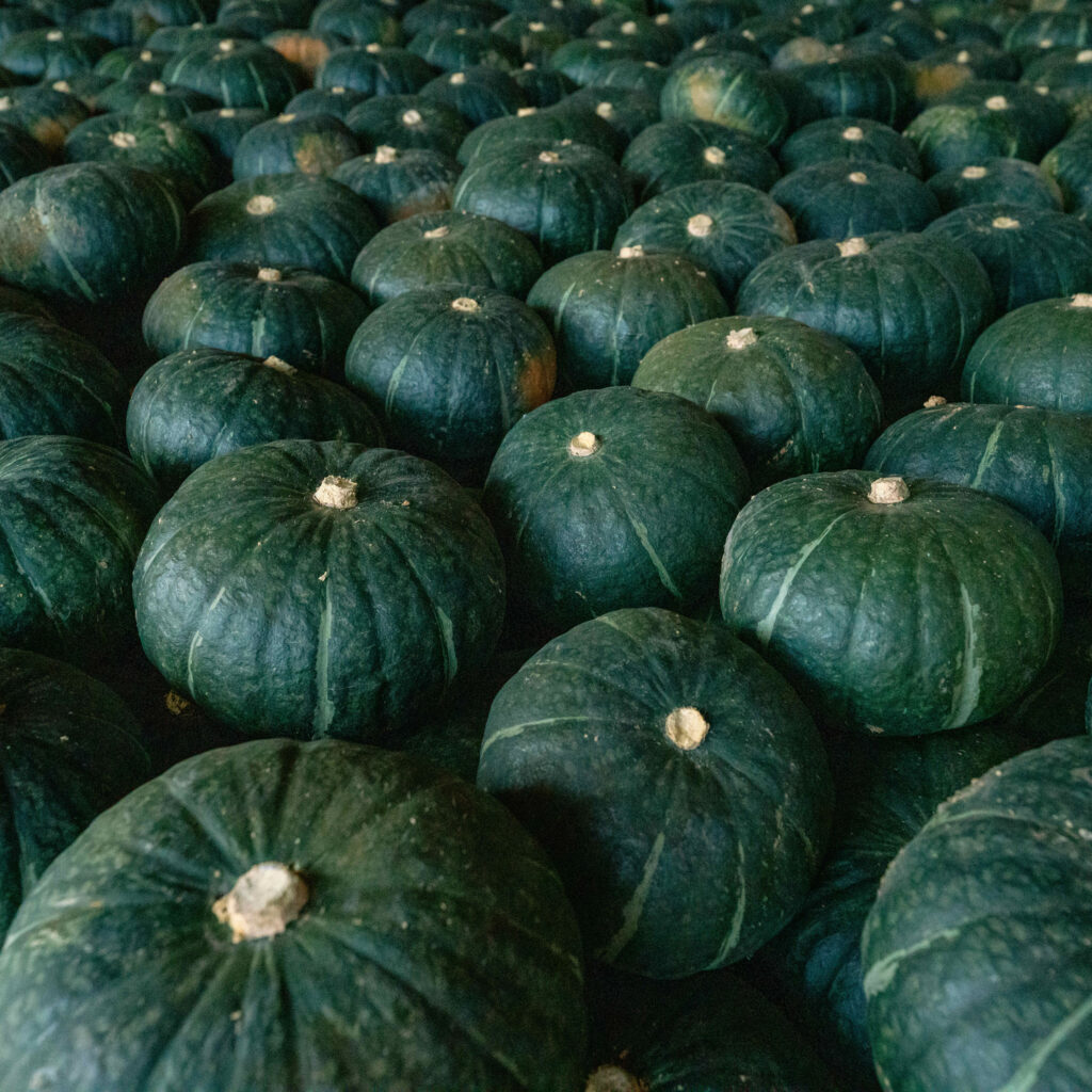 冷暗所で保管する大量のかぼちゃ,南瓜