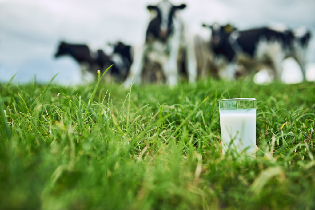 牧場の乳牛とコップ1杯の牛乳