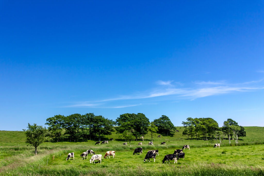 牧場,青空とホルスタイン乳牛
