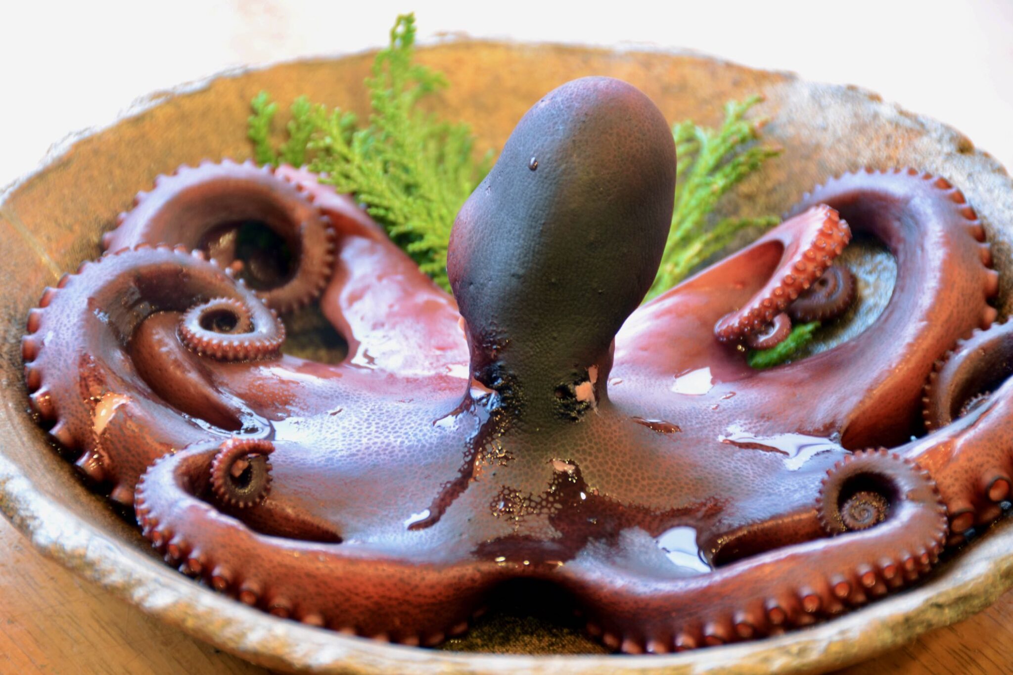 【タコ】を食べよう!豊富な栄養素とその効能。高タンパク・低カロリー・低糖質な食材の魅力 - NORTH DISH
