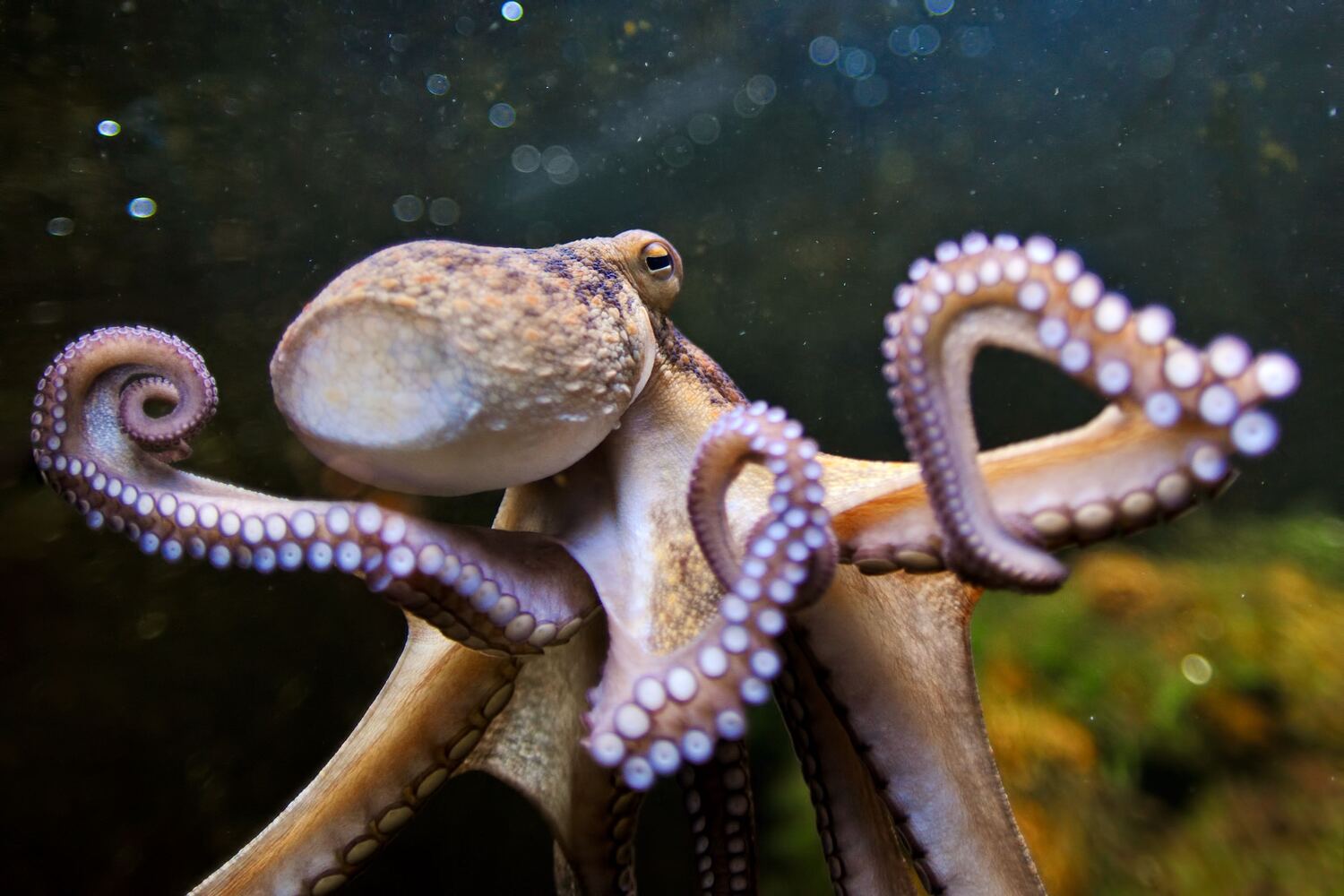 【タコ】を食べよう!豊富な栄養素とその効能。高タンパク・低カロリー・低糖質な食材の魅力 - NORTH DISH