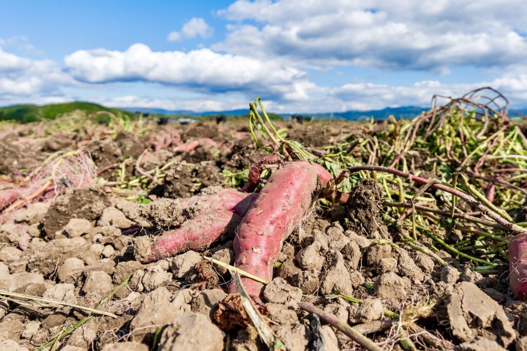 北海道で栽培されているさつまいも,土から掘り起こされた由栗（ゆっくり）いも