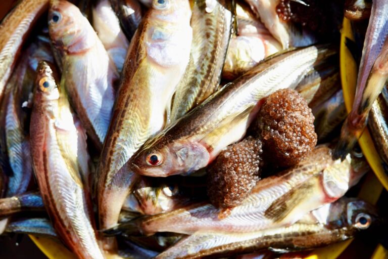 【ハタハタ】を食べよう!旬の時期や産地、おすすめの食べ方や栄養と効能について詳しく紹介 - NORTH DISH