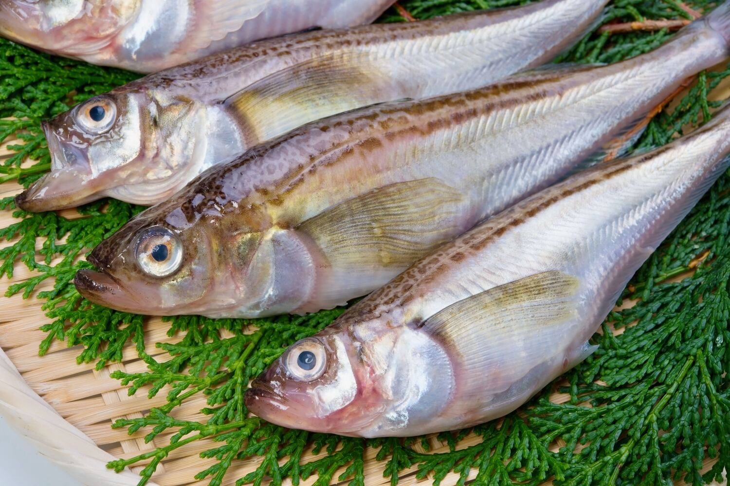 【ハタハタ】を食べよう!旬の時期や産地、おすすめの食べ方や栄養と効能について詳しく紹介 - NORTH DISH