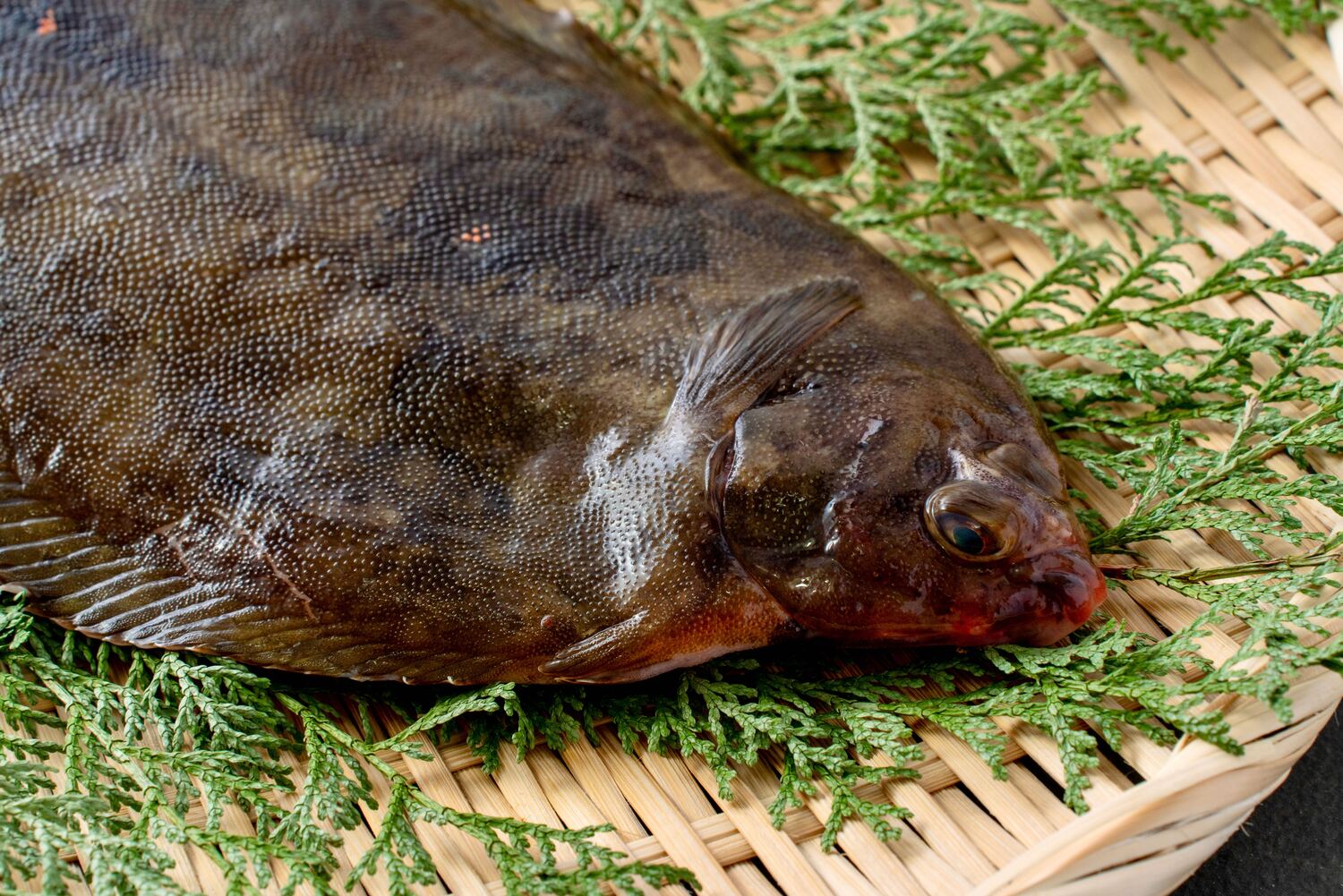 【ババガレイ】北海道で「ナメタ」と呼ばれる美味しいカレイ。煮付けはもちろん、塩焼きや干物も絶品 - NORTH DISH