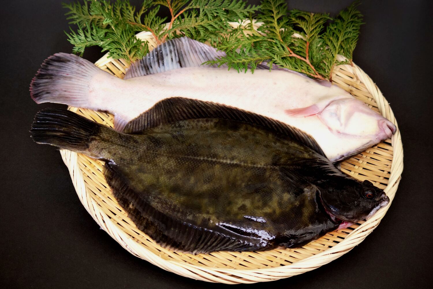 カレイの種類と呼び名 – カレイ 何魚 – WCNOO