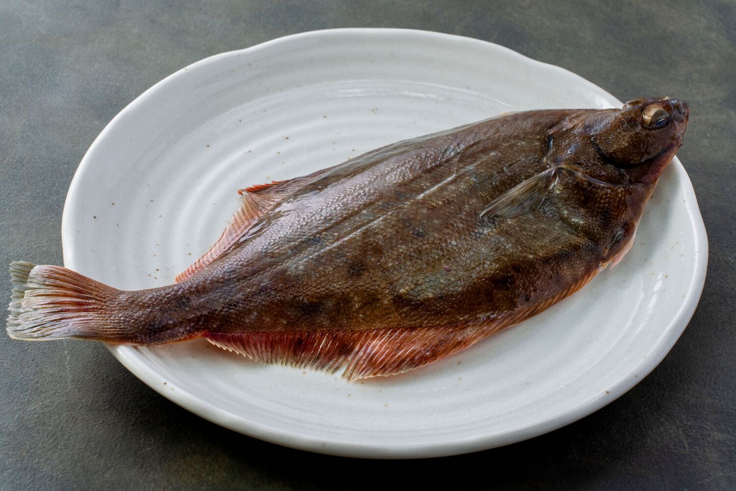 【カレイ】を食べよう!栄養と効能。マガレイなど種類ごとの特徴やヒラメとの比較、おすすめの食べ方- NORTH DISH