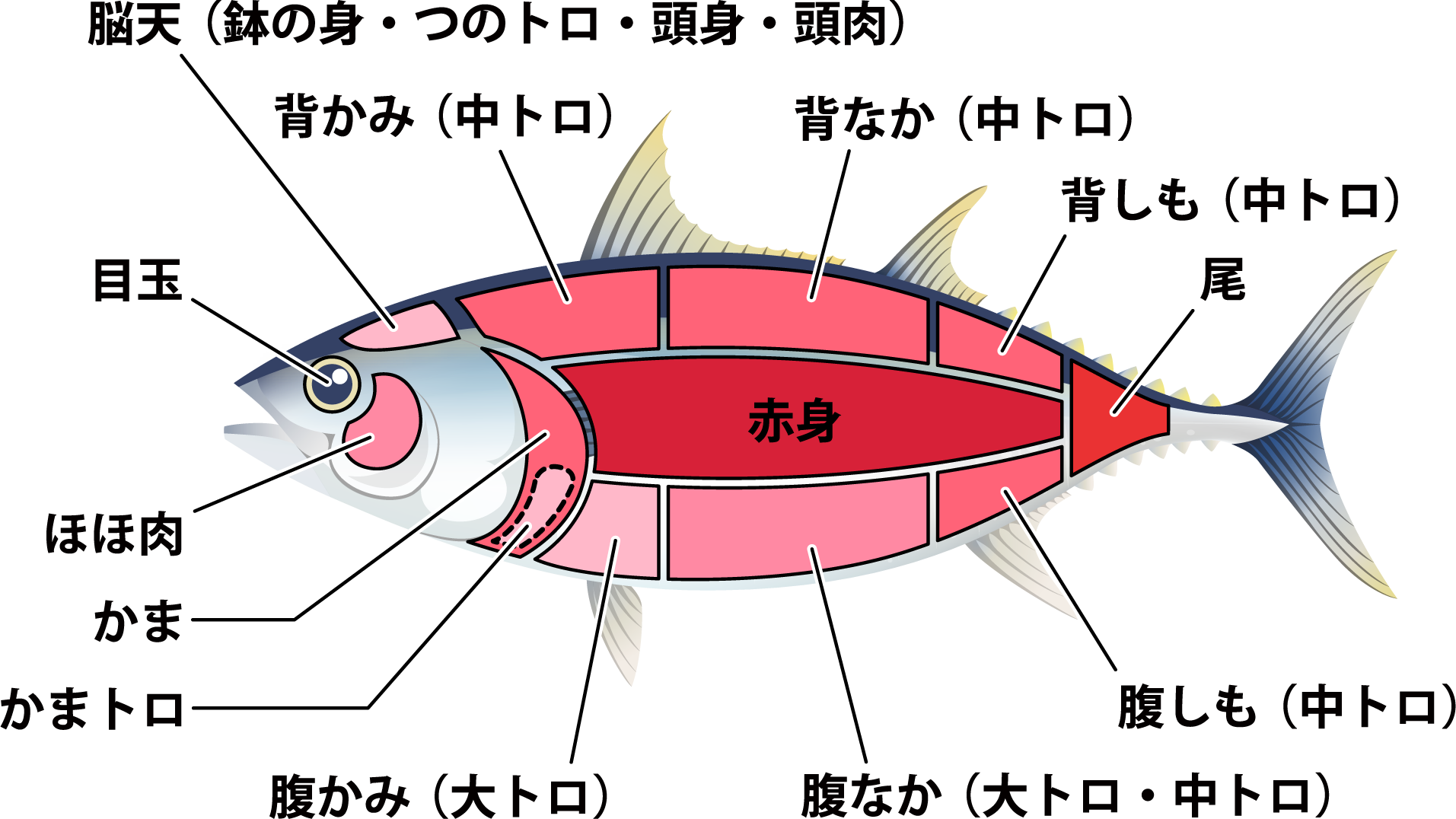 【マグロ】を食べよう!栄養と効能。ビンナガ・メバチ、赤身やトロなど種類や部位ごとに詳しく解説。 - NORTH DISH