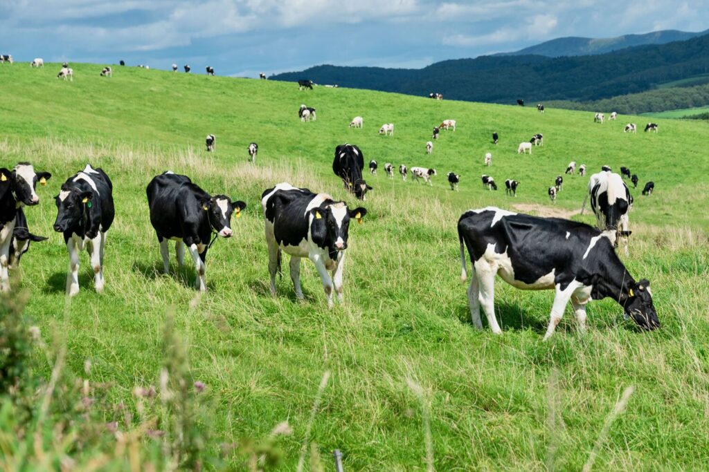 北海道の牧場で放牧された乳牛,ホルスタイン