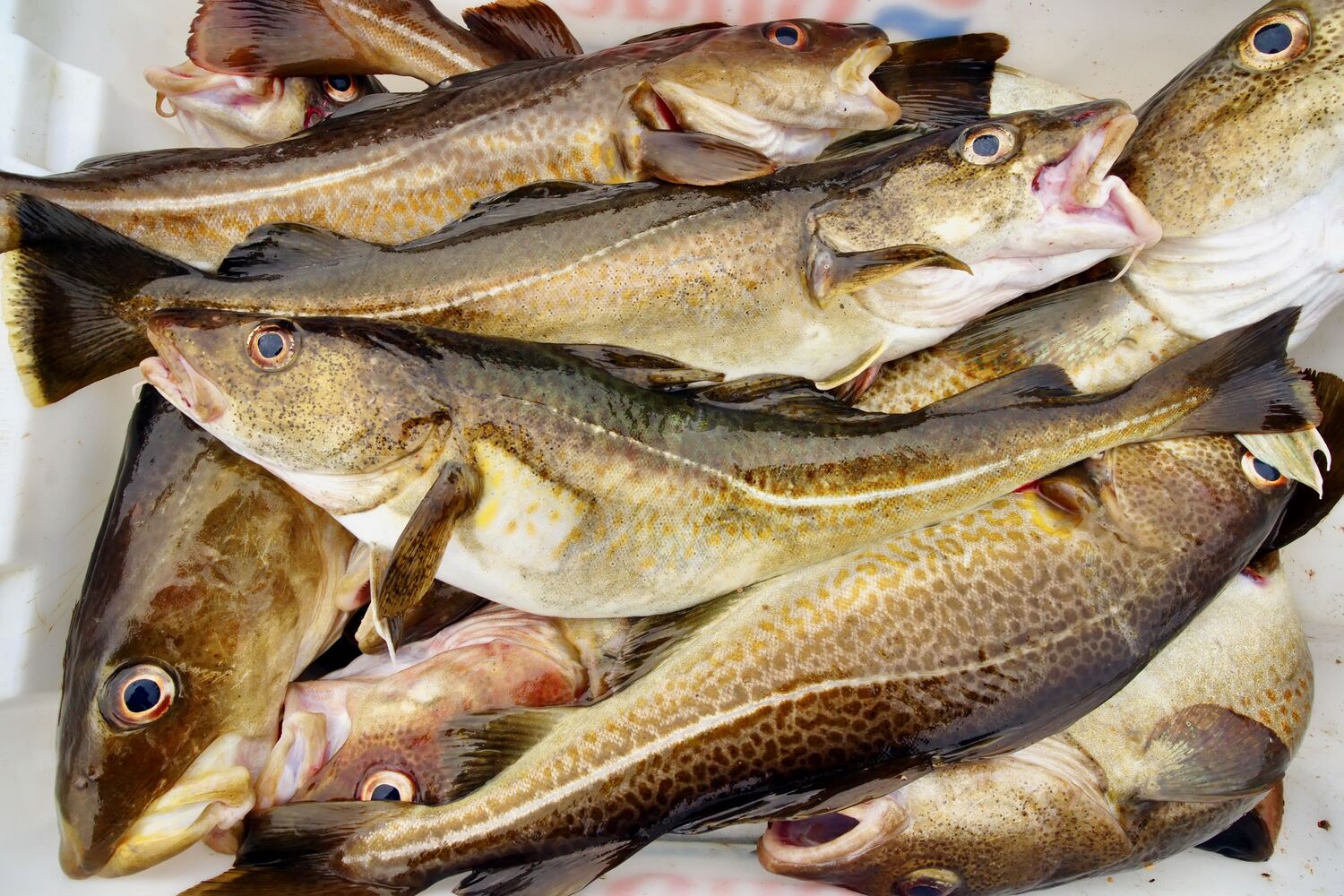 【鱈(タラ)】を食べよう!低脂肪、高タンパクな魚の栄養と効能。白子や卵巣、おすすめの食べ方など詳しく紹介