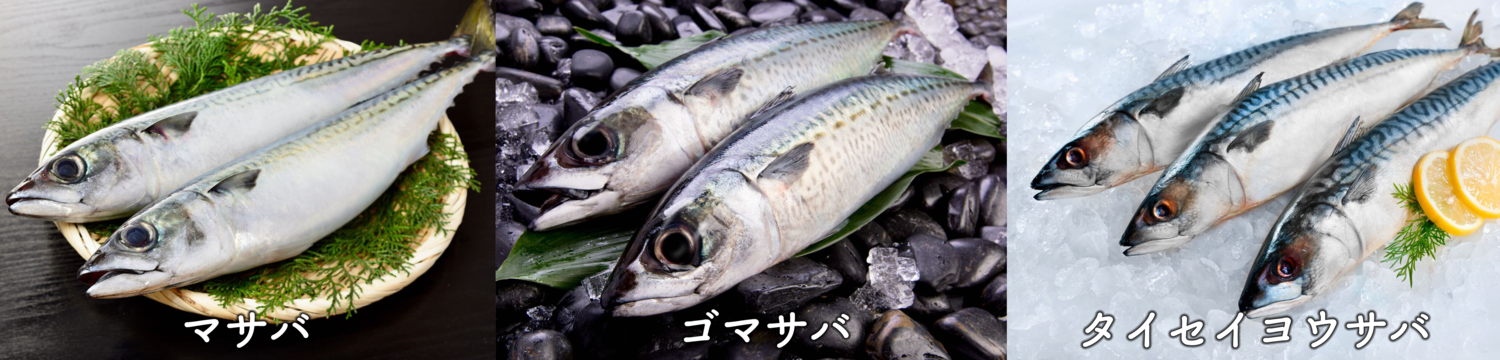 【サバ】を食べよう!栄養&効能ガイド。おすすめの食べ方、新鮮なサバの選び方、食べる際の注意点もご紹介