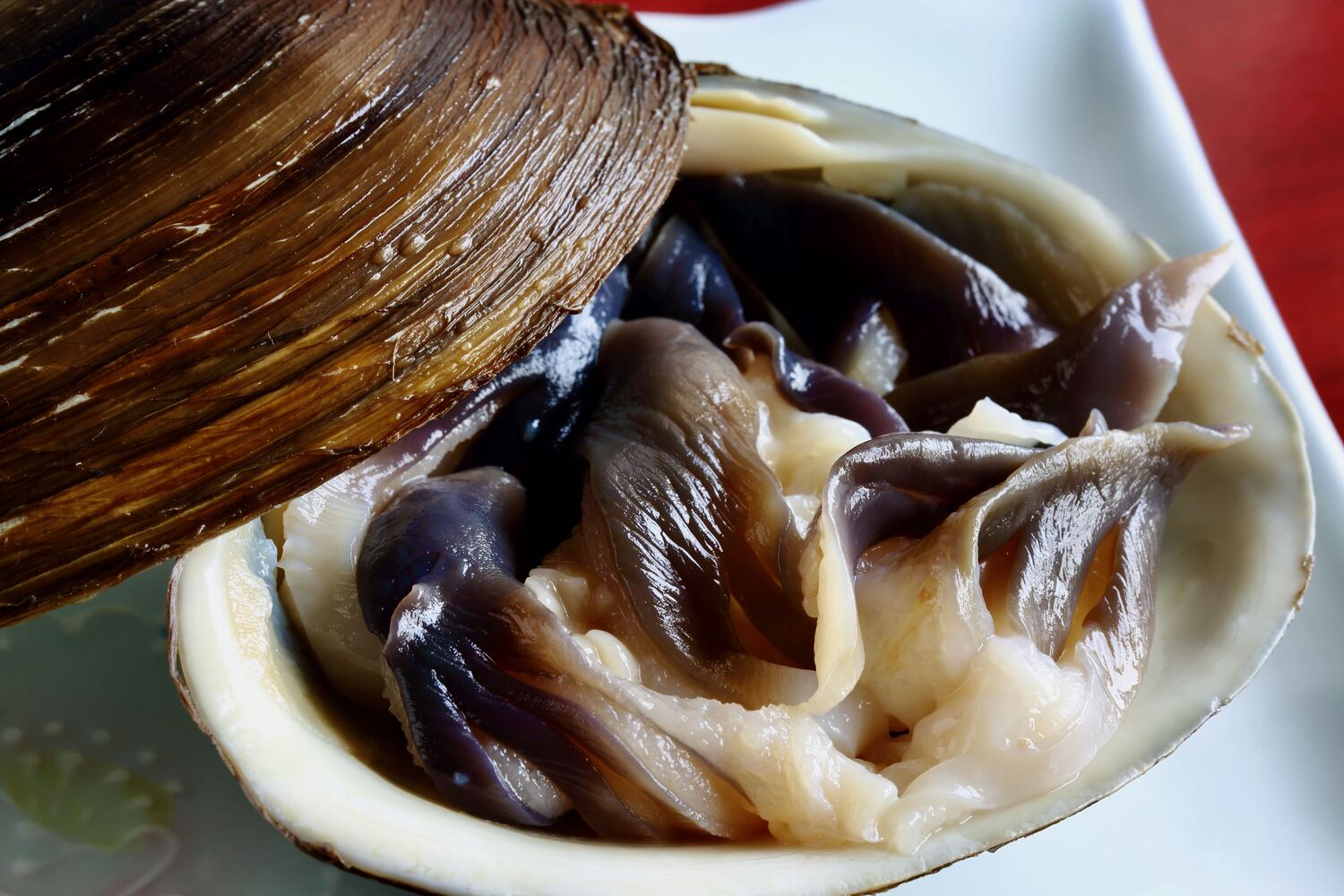 【ホッキ貝】を食べよう!栄養&効能ガイド。旬の時期やおすすめの食べ方、選び方まで詳しく解説 - NORTH DISH