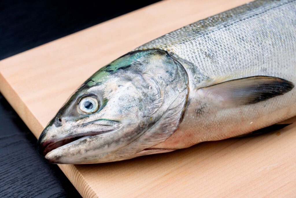 まな板の上の北海道産活〆天然秋サケ,生鮭